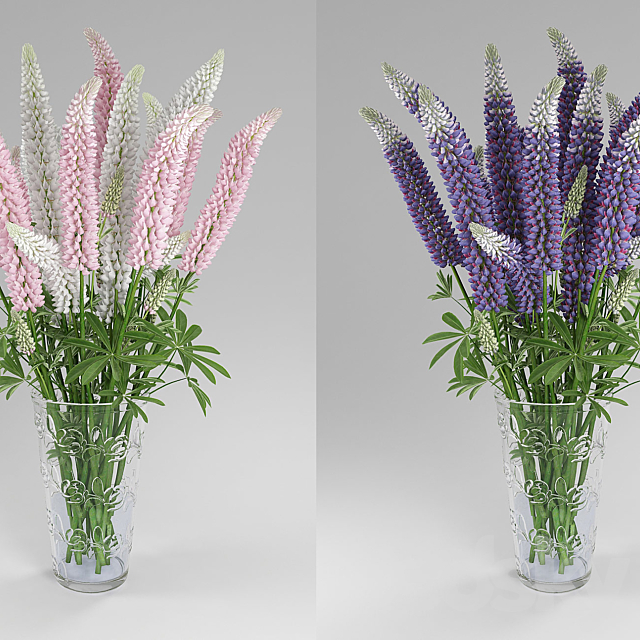 Lupinus 3ds Max - thumbnail 1