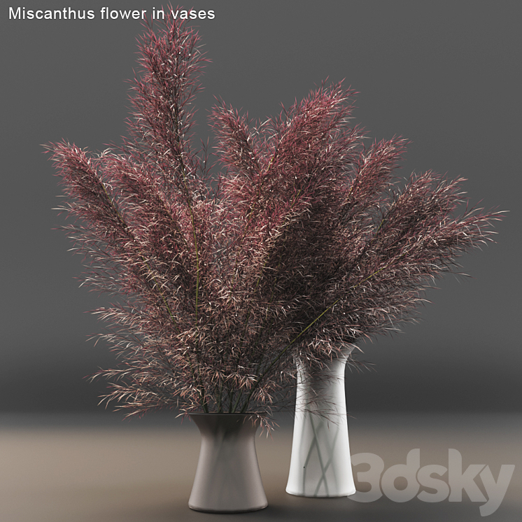 Miscanthus flower in vases 3DS Max - thumbnail 1