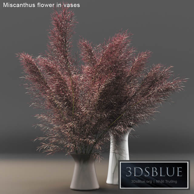 Miscanthus flower in vases 3DS Max - thumbnail 3