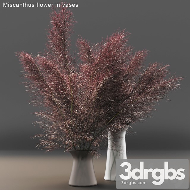 Miscanthus Flower in Vases 3dsmax Download - thumbnail 1