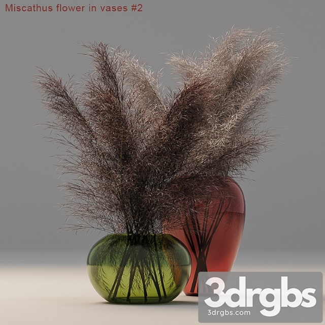 Miscathus flower in vases - thumbnail 1