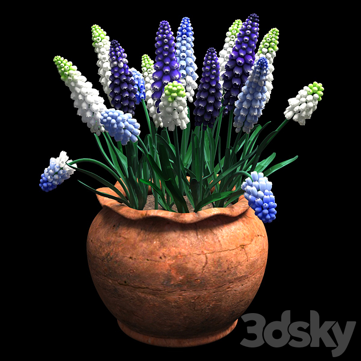 muscari 3DS Max - thumbnail 1