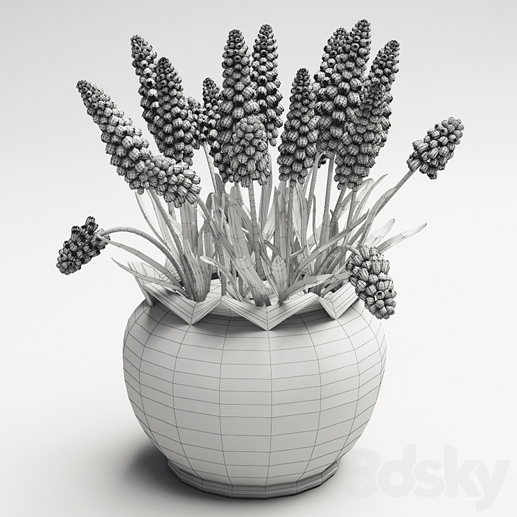 muscari 3DS Max - thumbnail 2