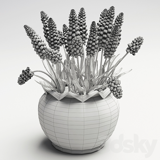 muscari 3DSMax File - thumbnail 2