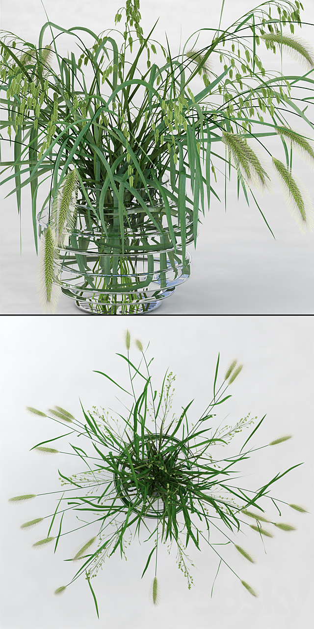 Northern Sea Oats and Pennisetum Green 3DSMax File - thumbnail 2