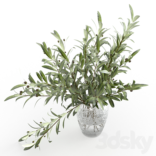 Olive branches in a vase 3DS Max Model - thumbnail 2