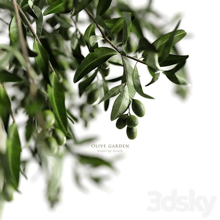 olive garden 3DS Max - thumbnail 2