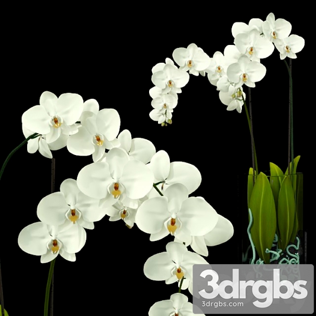 Orchid 3dsmax Download - thumbnail 1