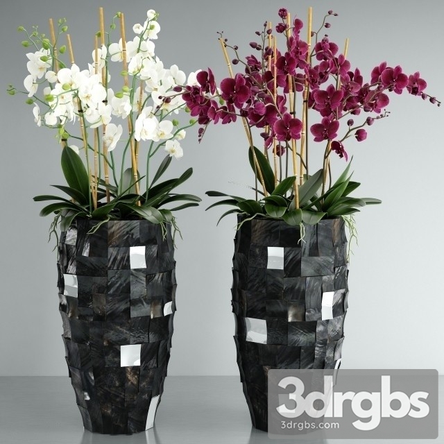 Orchid Pearl Black 3dsmax Download - thumbnail 1