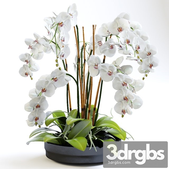 Orchid Plant 2 3dsmax Download - thumbnail 1