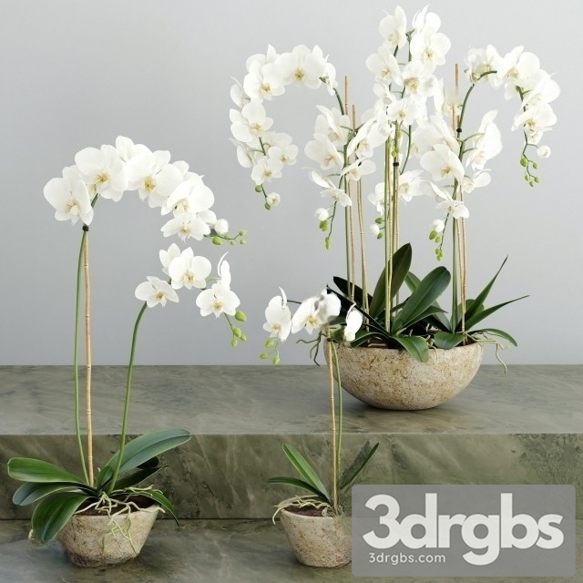 Orchid White Bouquet 3dsmax Download - thumbnail 1