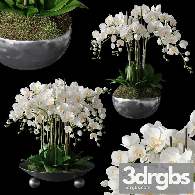 Orchids 1 3dsmax Download - thumbnail 1