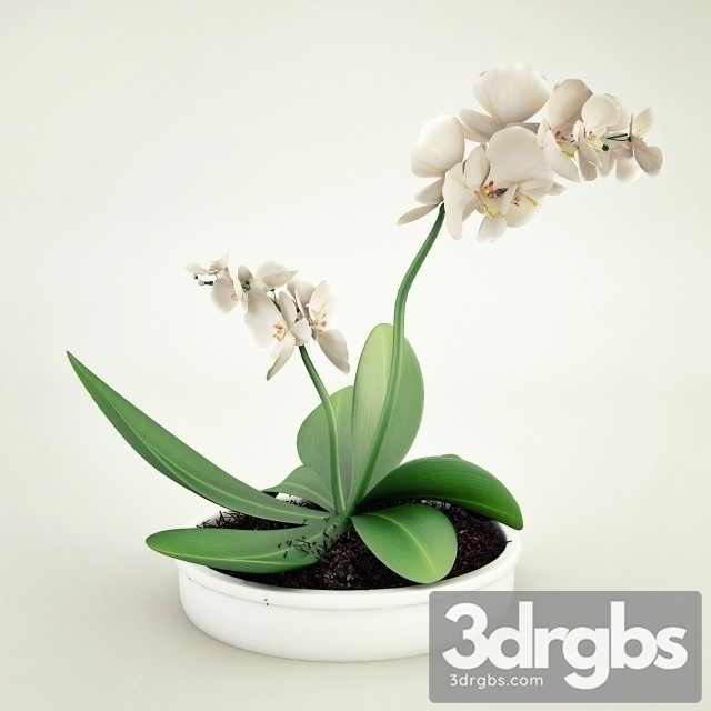 Orhideya Bouquet 2 3dsmax Download - thumbnail 1