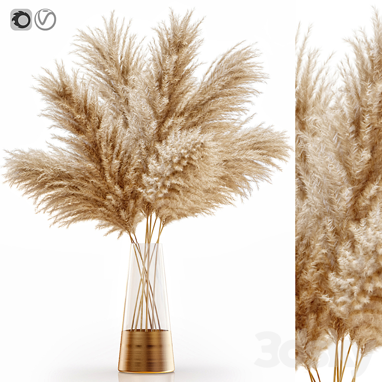 Pampas grass 11 3DS Max - thumbnail 1