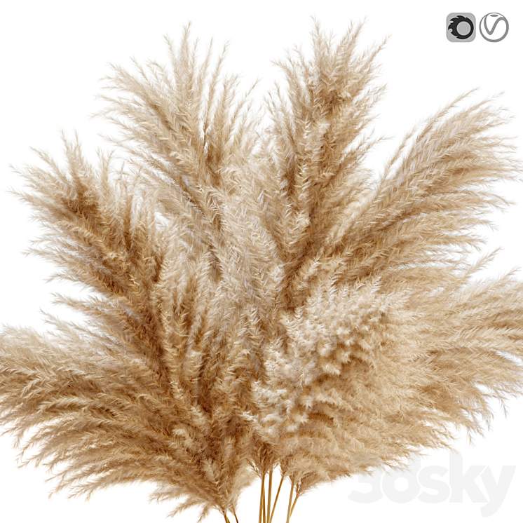 Pampas grass 11 3DS Max - thumbnail 2