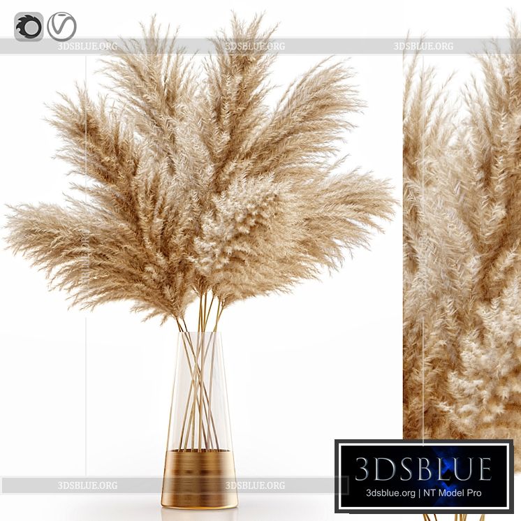 Pampas grass 11 3DS Max - thumbnail 3