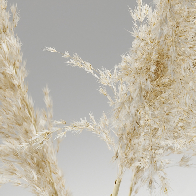 ????????? ????? (Pampas grass) 3DSMax File - thumbnail 4