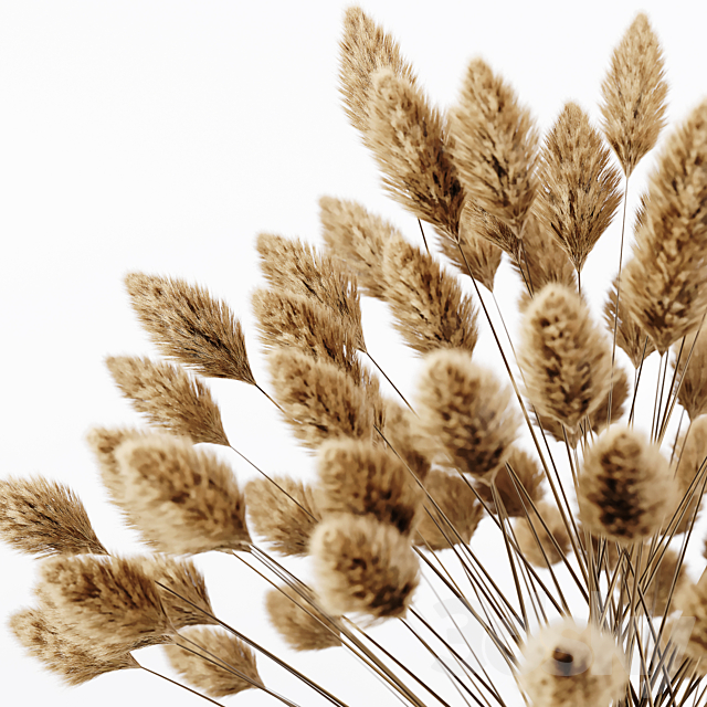 Pampas Plant 02 3DSMax File - thumbnail 3