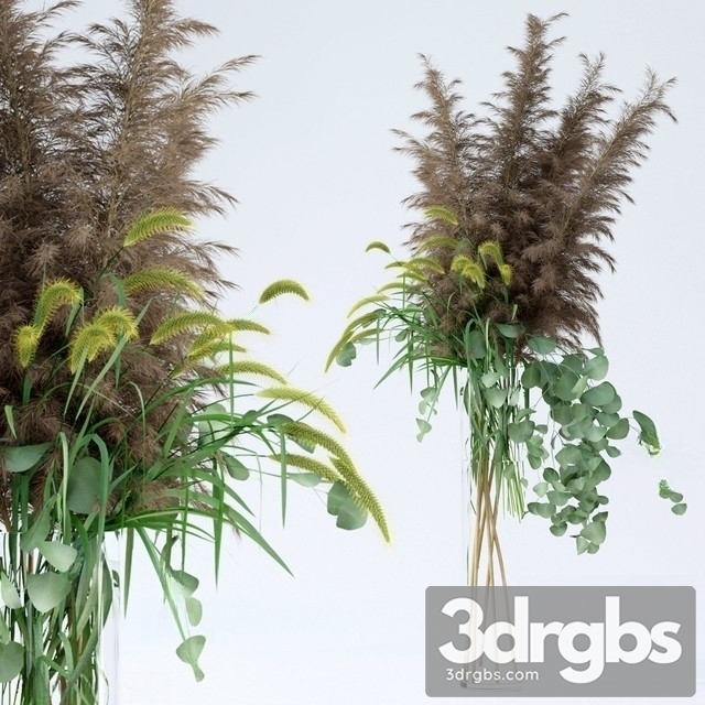 Pennisetum Pampas Grass Eucalyptus 3dsmax Download - thumbnail 1