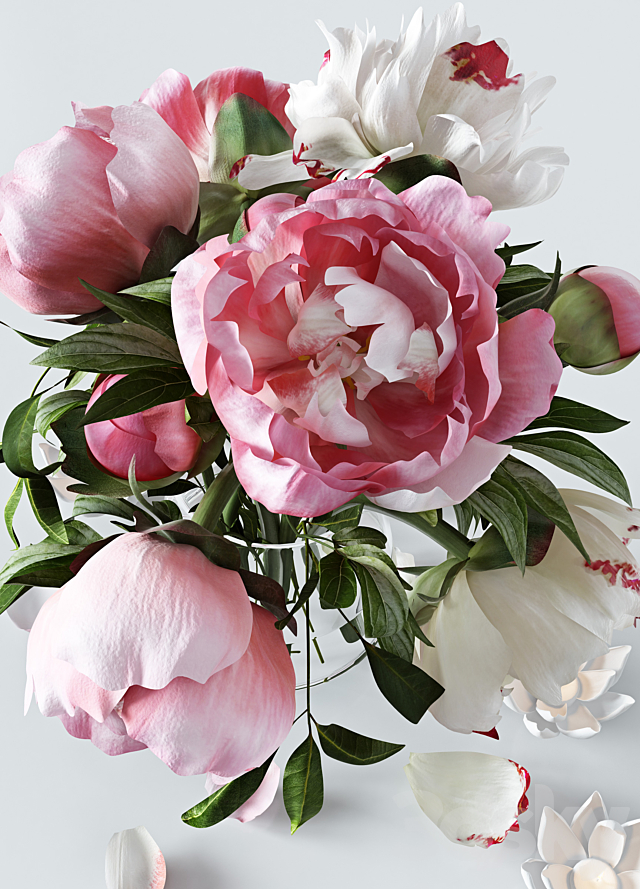 Peonies 3DS Max Model - thumbnail 2