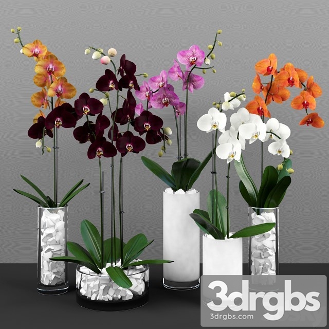 Phalaenopsis Orchids Set 3dsmax Download - thumbnail 1