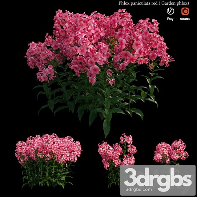 Phlox Paniculata Red 3dsmax Download - thumbnail 1