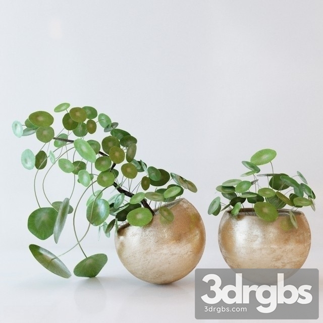 Pilea Peperomioides 3dsmax Download - thumbnail 1