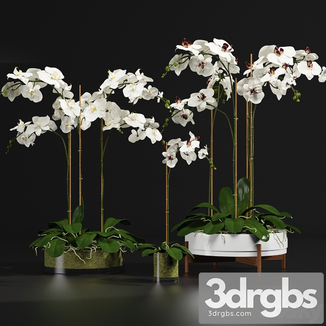 Plant Orchid 9 3dsmax Download - thumbnail 1