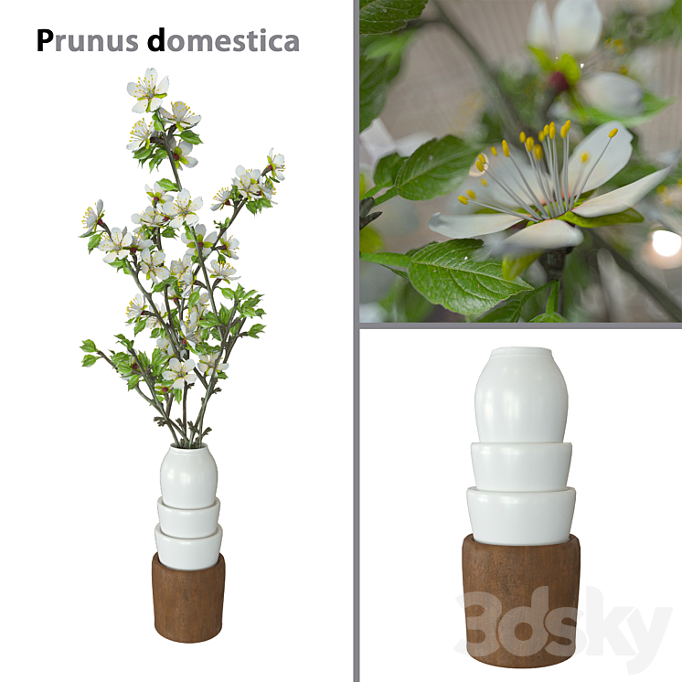 Prunus domestica 3DS Max - thumbnail 1