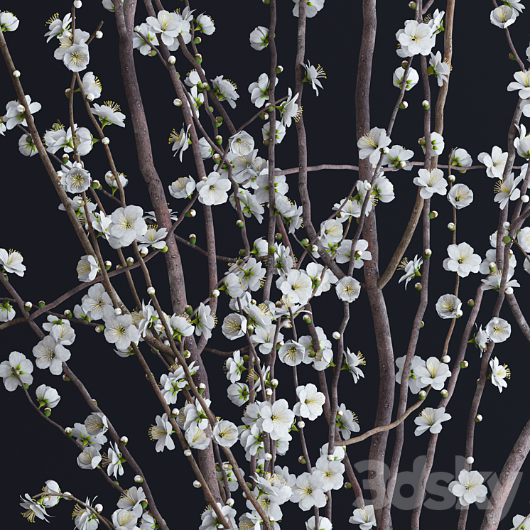 Prunus White Blossom 3DS Max - thumbnail 2