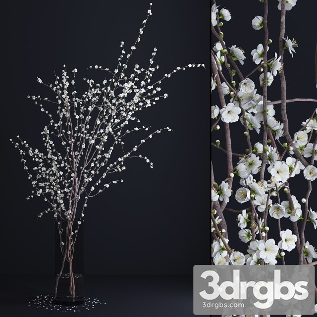 Prunus White Blossom 3dsmax Download - thumbnail 1