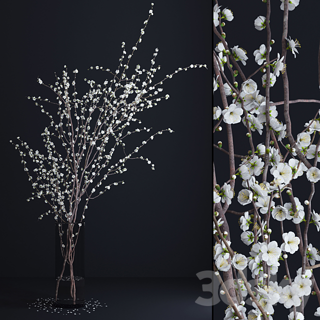 Prunus White Blossom 3DSMax File - thumbnail 1