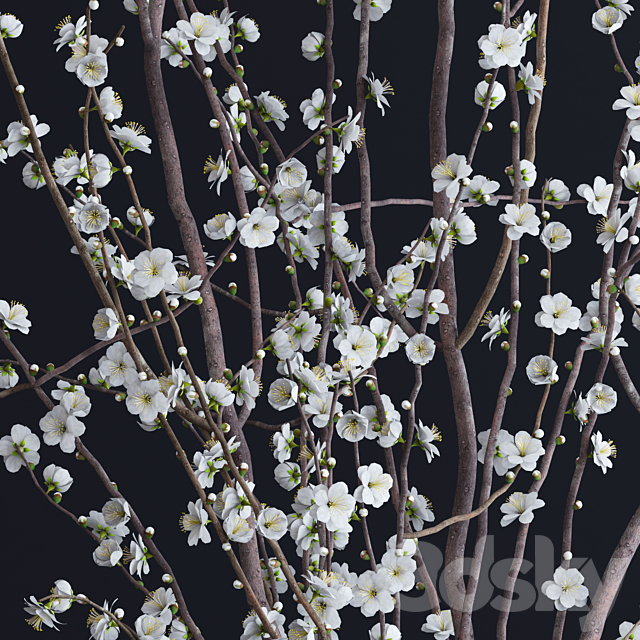 Prunus White Blossom 3DSMax File - thumbnail 2