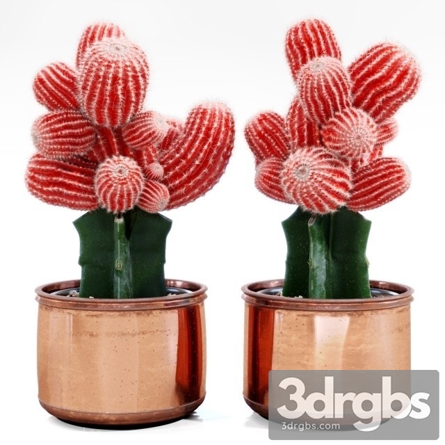 Red Cactus 3dsmax Download - thumbnail 1