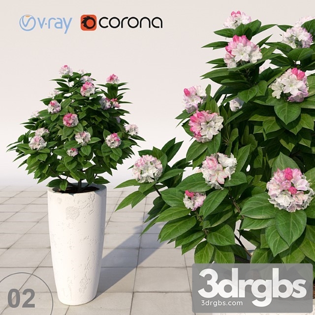 Rhododendron Flowering 3dsmax Download - thumbnail 1