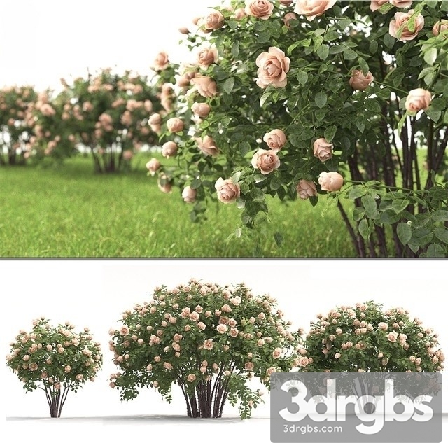 Rose Bush 3dsmax Download - thumbnail 1