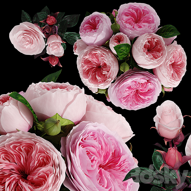 Roses 3DS Max - thumbnail 2