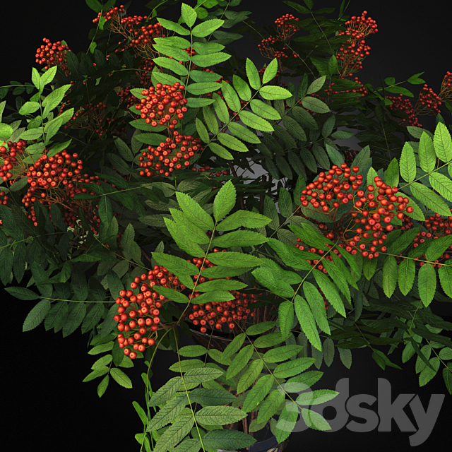 Rowan Bouquet in a vase. eternity bowl red berries 3DSMax File - thumbnail 2