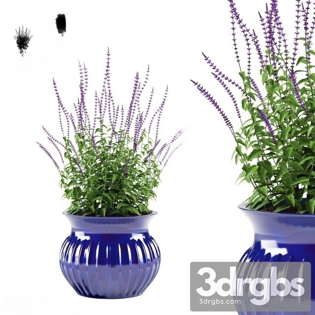 Salvia Oakgrass Flowers Pot 3dsmax Download - thumbnail 1