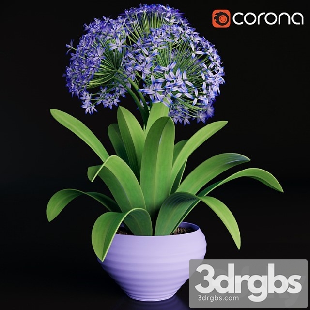 Scilla Peruviana 1 3dsmax Download - thumbnail 1