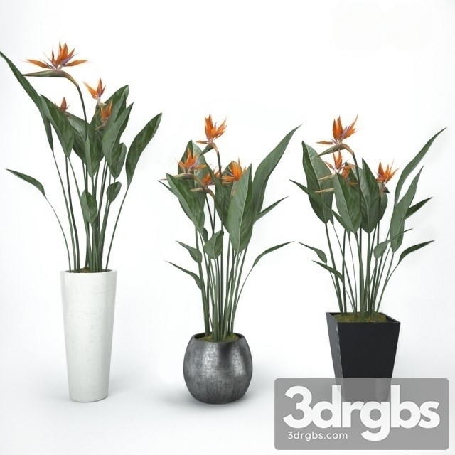 Strelitzia Bouquet 3dsmax Download - thumbnail 1