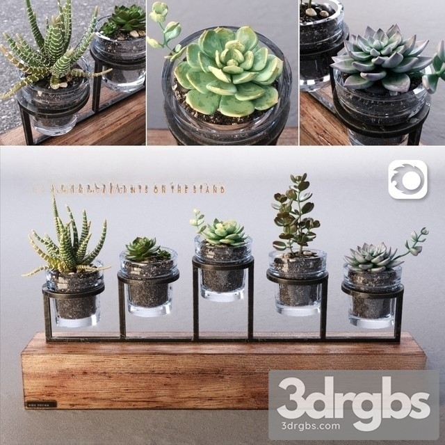 Succulents Bouquet Set 3dsmax Download - thumbnail 1