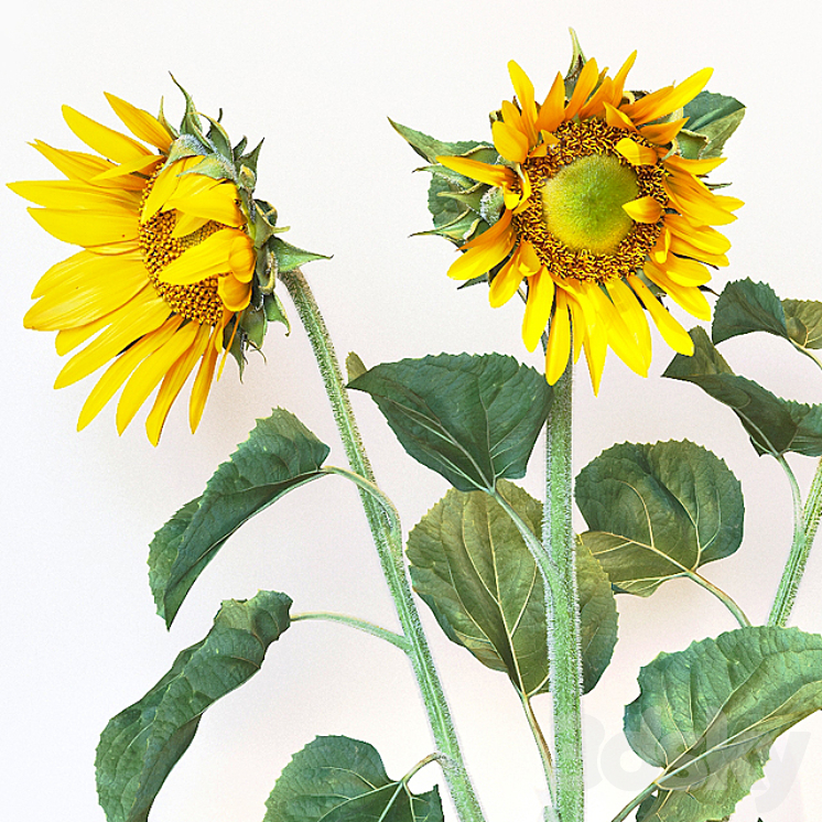 Sunflower2 3DS Max - thumbnail 2