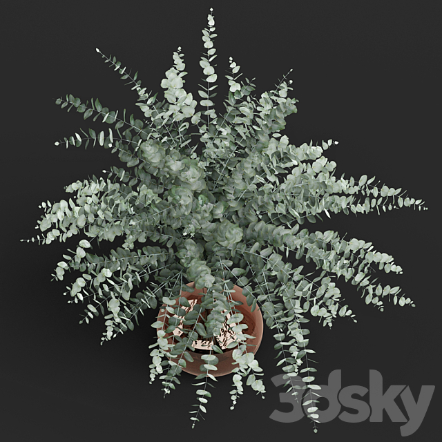 Vase eucalyptus cinerea 3DSMax File - thumbnail 2