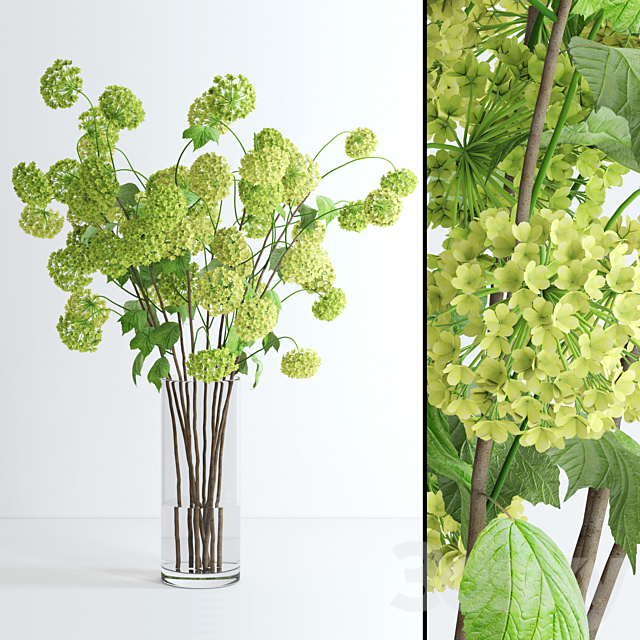 Viburnum 3DSMax File - thumbnail 1