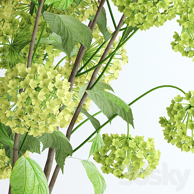 Viburnum 3DSMax File - thumbnail 2