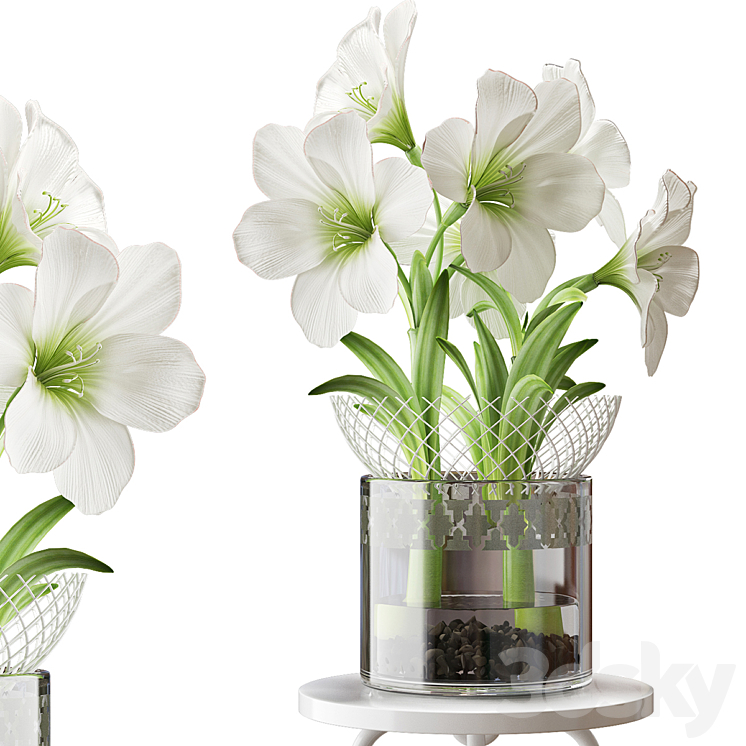 WHITE AMARYLLIS 3DS Max - thumbnail 1