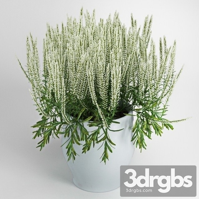 White Chi Calluna 3dsmax Download - thumbnail 1