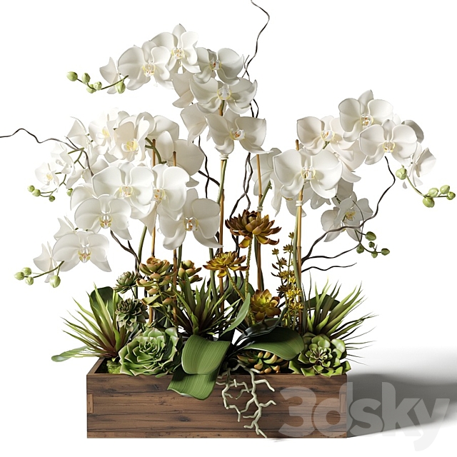 White orchids and succulents in a rectangular planter 3ds Max - thumbnail 1