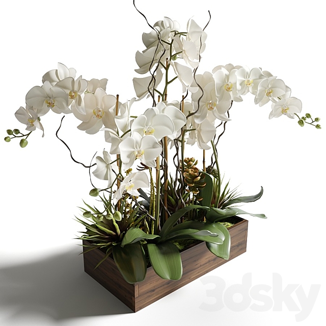 White orchids and succulents in a rectangular planter 3ds Max - thumbnail 2